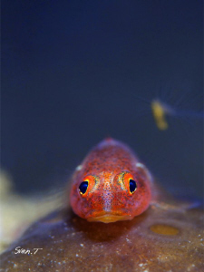 Goby by Sven Tramaux 